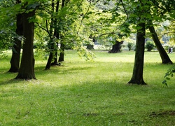 Park, Trawnik, Drzewa, Zieleń