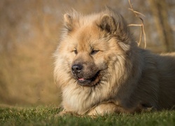 Leżący, Pies, Szpic eurasier
