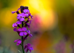 Kwiaty, Lunaria, Rosa