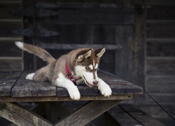 Pies, Siberian, Husky