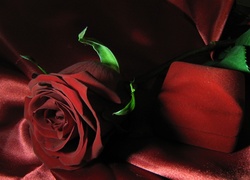 Czerwona, Kwiat, Róża