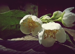 Gałązka, Jaśminu, Białe, Kwiaty