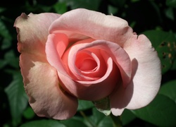 Przyroda, Kwiat, Róża