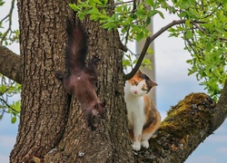 Wiewiórka, Kot, Drzewo