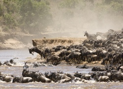 Antylopy, Gnu, Zebry, Rzeka