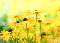 Kwiaty, Rudbekia