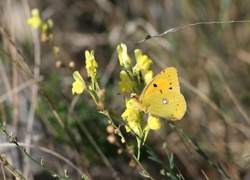 Polne, Żółte, Kwiatki, Motyl