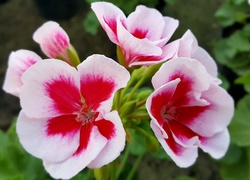 Biało, Czerwona, Pelargonia