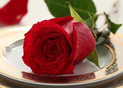 Róża, Kwiat, Czerwony, Talerz