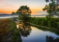 Rzeka, Drzewa, Mgła