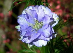 Przyroda, Kwiat, Niebieski