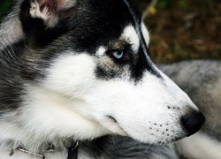 Zmęczony, Husky