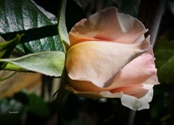 Różowa, Róża, Pączek