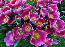 Kwiaty, Tulipany