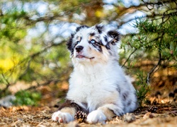 Szczeniak,  Owczarek australijski-australian shepherd