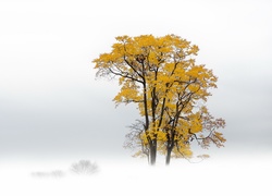 Jesień, Drzewo, Mgła