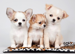 Trzy, Słodkie, Szczeniaczki, Chihuahua
