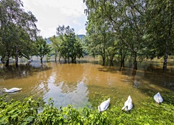 Rzeka, Zalane, Drzewa, Łabędzie