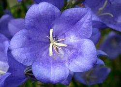 Przyroda, Kwiat, Rozwar, Niebieski