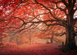 Las, Czerwone, Liście, Drzewa, Mgła