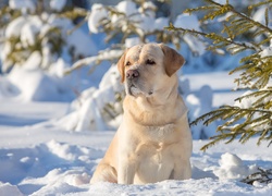 Golden Retriever, Drzewa, Las, Zima