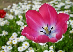 Kwiat, Tulipan