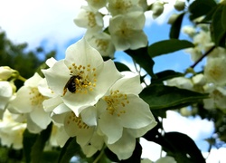 Kwiaty, Jaśminu, Pszczoła