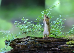 Wiewiórka, Chipmunk,  Drzewo, Gałąź, Liście