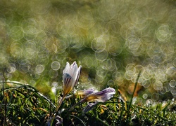 Krokusy, Makro, Bokeh