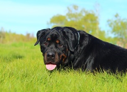 Rottweiler, Trawa