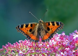 Makro, Motyl, Rusałka, Pokrzywnik, Kwiaty