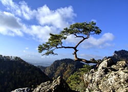 Góry, Pieniny, Sokolica, Drzewo