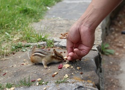 Jedna, Mała, Chipmunk, Suszone, Owoce, Dłoń