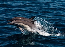 Para, Delfinów, Morze