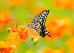 Motyl, Paź Królowej