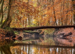 Jesień, Las, Rzeka, Złamane, Drzewo