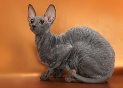 Kot, Devon rex