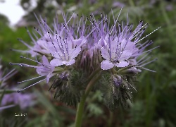 Fioletowy, Kwiat, Facelia, Makro