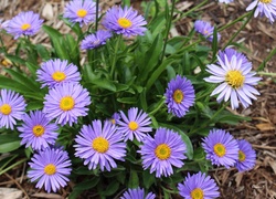 Marcinki, Fioletowe, Aster marcinek