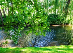 Park, Staw, Woda, Gałęzie, Zieleń, Drzewa