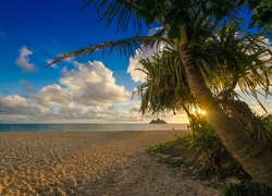 Plaża, Palmy, Słońce