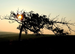 Pole, Drzewo, Zachód Słońca