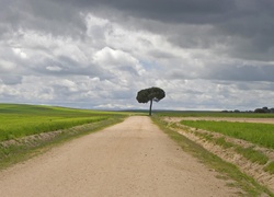 Droga, Pole, Chmury, Drzewo