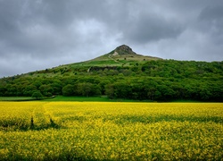 Wzgórze, Roślinnośc