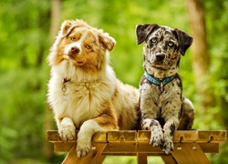 Owczarki australijskie-australian shepherd, Catahoula leopard dog, Ławka