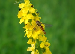 Przyroda, Kwiat, Żółty, Owad