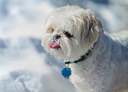 Słodki, Piesek, Shih Tzu, Język, Śnieg