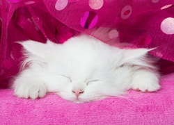 Biały, Śpiący, Kotek