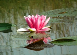Przyroda, Kwiat, Lilia wodna, Różowa