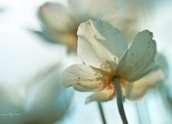 Biały, Zawilec, Kwiat